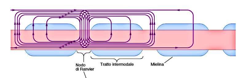 La velocità di conduzione