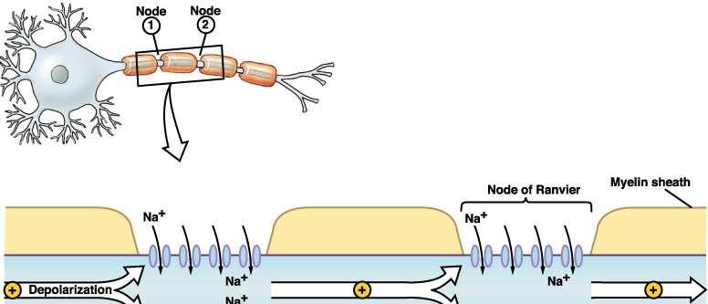 Nodi di Ranvier Mielinizzazione Nodo di Ranvier (2µm) Guaina mielinica Depolarizzazione Nelle fibre mieliniche, il pda nasce solo a livello dei nodi di Ranvier (elevata densità di canali Na +