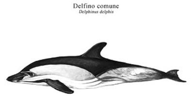Nonostante il nome Delfino comune indichi una grande distribuzione ed abbondanza, questa specie ha subito una grave riduzione della popolazione negli ultimi anni.