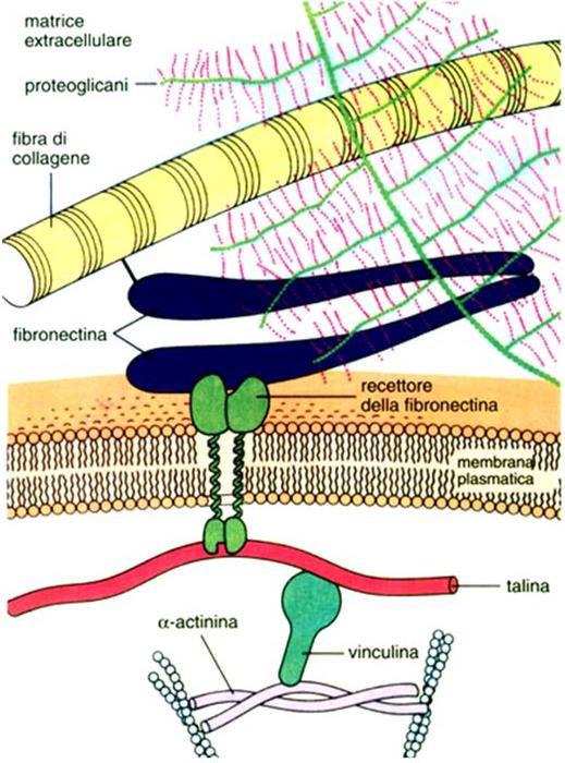 Legano i condrociti alla matrice extracellulare (tramite le integrine) La fibronectina, una delle proteine