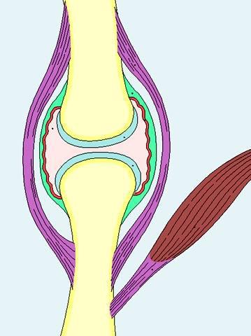 ARTICOLARE (ialina) Una parte poggia sull osso La superficie articolare non è rivestita dal pericondrio Osso lungo Legamento Cavità sinoviale