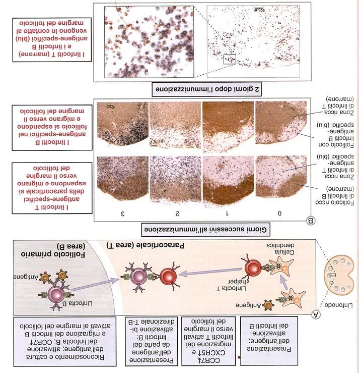 Migrazione e interazione B-T dei linfociti T B/T cells FDC CXCR5 -