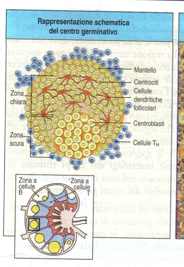 Le cellule B attivate formano un centro germinativo centri germinativi (follicoli secondari) = luoghi di proliferazione e differenziamento