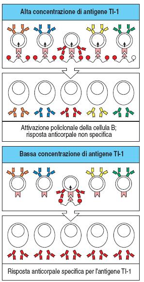 TI-1: capacità intrinseca di attivare le cellule B 16 Esempio: lipopolisaccaride (LPS) = mitogeno per le cellule B immature e mature