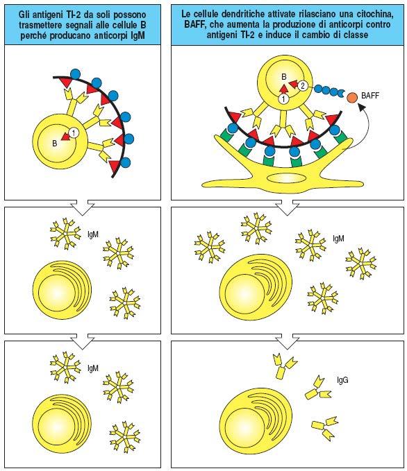 TI-2 attivano le cellule B mature 17 Esempio : polisaccaridi della capsula batterica con strutture ripetute: