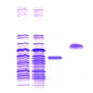 1 2 3 4 45 kda 33 kda Figura 2. Gel-elettroforesi (SDS-PAGE) che mostra l induzione di AFLR in pet 11b in cellule di E. coli BL21.