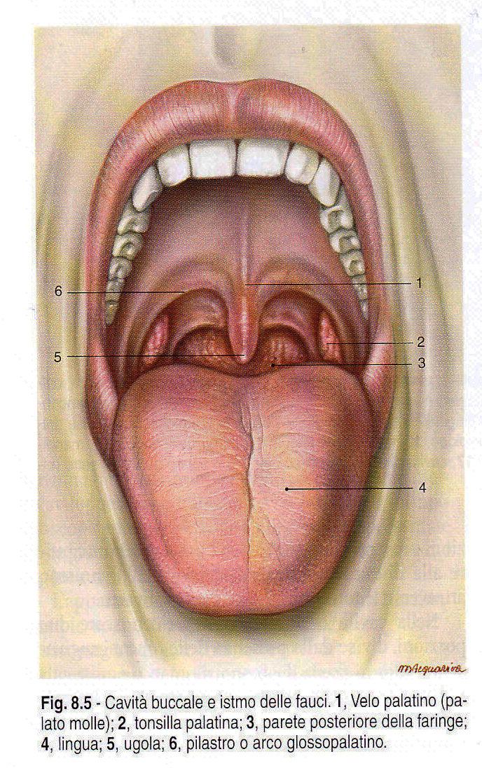 CAVITA ORALE O BUCCALE PALATO DURO (separa la cavità orale dalla cavità nasale); PROCESSI PALATINI DELLE OSSA MASCELLARI + PROCESSI ORIZZONTALI DELLE OSSA PALATINE.