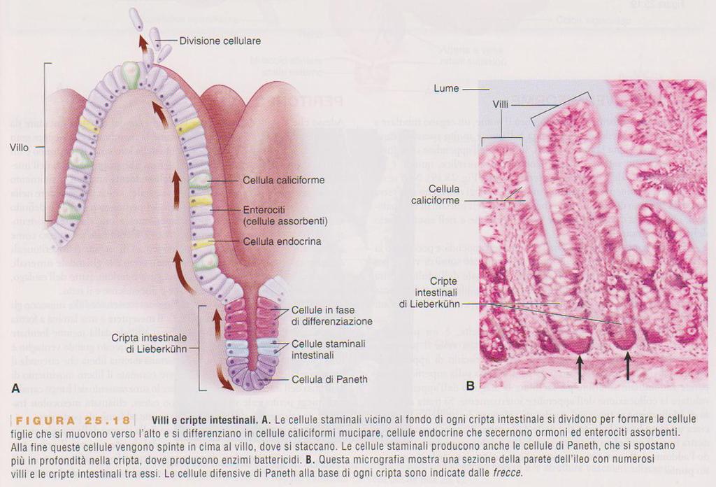 INTESTINO TENUE: GHIANDOLE TUBULARI SEMPLICI: CRIPTE DI LIEBERKUHN NELLA PARTE BASALE: -CELLULE STAMINALI:rinnovano le cellule dell epitelio intestinale - CELLULE