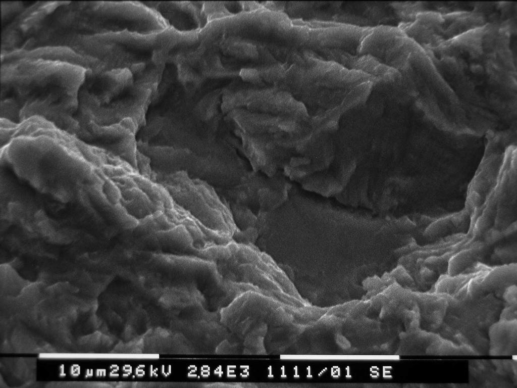 Tale peculiarità rimane invariata anche dopo 10 h di rinvenimento a 800 C (Fig. 21).