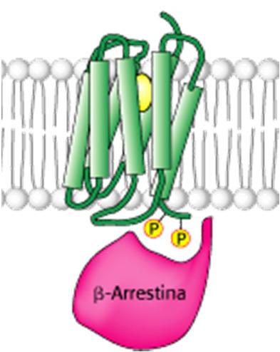 Recettori a 7 eliche transmembrana associati a proteine G (GCR) La CASCATA DEL cam è innescata da vari ormoni, quali la calcitonina, l adrenalina, il glucagone, e la vasopressina recettore Versante