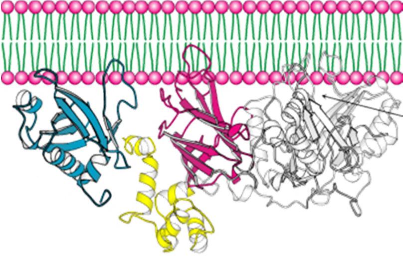 In questo caso la subunità Gα-GT attiva una fosfolipasi C associata al lato interno della membrana Citosol β γ
