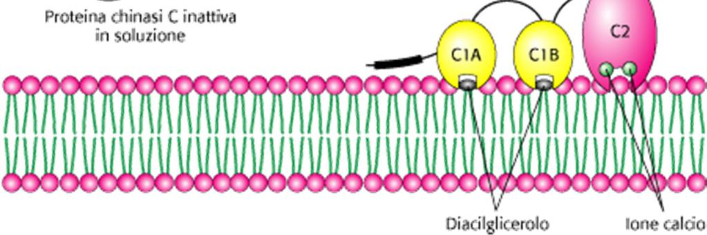 L attività di KC dipende anche da ioni di, che aiutano a localizzare KC sulla membrana.