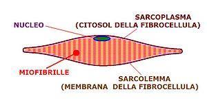 striato è rappresentata dal sarcomero, formato da filamenti sottili di actina ed altri spessi di miosina.