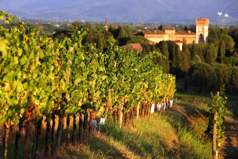 Un vigneto chiamato Friuli Vigne DOC Collio Castello di Spessa Il Friuli Venezia Giulia ha una naturale vocazione per la viticoltura: circa 20.