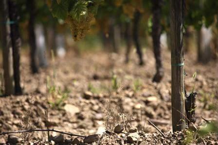 Collio, Farra d'isonzo, Gorizia, Mossa, San Floriano del Collio e San Lorenzo Isontino. Le tre rivoluzioni della qualità Collio è da sempre sinonimo di vini di altissima qualità.