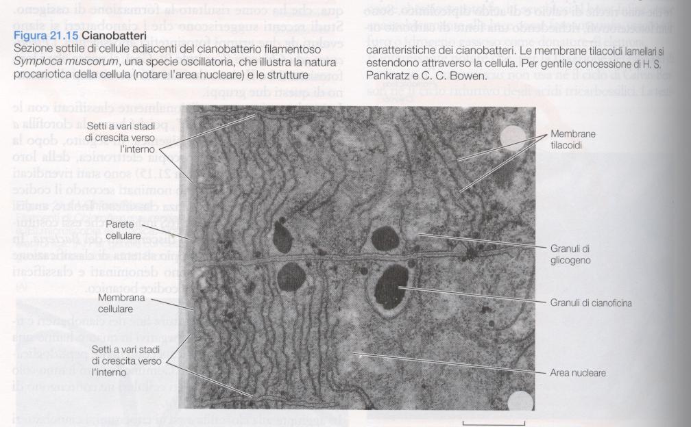 CITOPLASMA Struttura fibrillare costituita per l'80% da acqua MANCANO mitocondri, reticolo endoplasmatico, apparato del Golgi, cloroplasti, organuli cellulari Sono presenti proteine analoghe a quelle