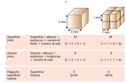 D altra parte le cellule non possono essere più grandi perchè la velocità del loro metabolismo verrebbe limitata dalla velocità di diffusione delle molecole di nutrienti.