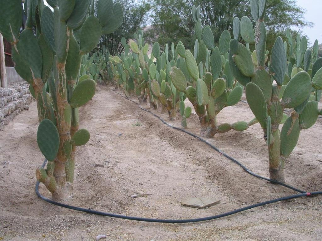 Effetti della siccità sulle colture L assenza o la limitazione dell irrigazione rende difficile il contrasto al C:C.