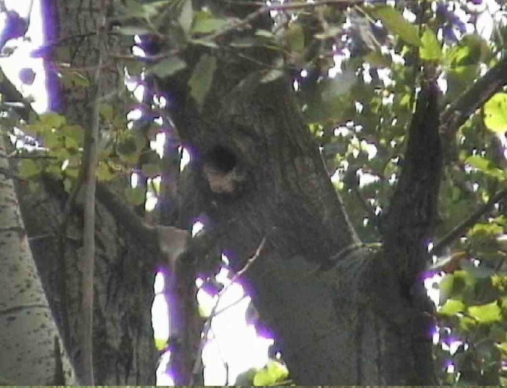 Sebbene non sia stata effettuata un indagine approfondita sugli alberi cavi nel Sito, vi sono grandi alberi