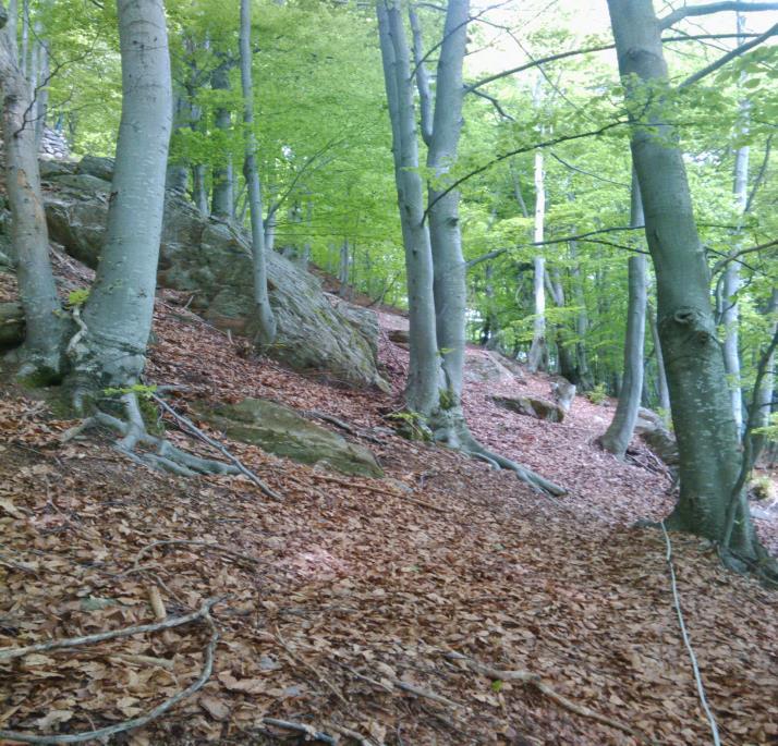 COMUNE DI BANNIO ANZINO PROVINCIA DEL VERBANO CUSIO OSSOLA LAVORI DI UTILIZZAZIONE FORESTALE IN LOCALITÀ PIANEZZO-IELBI PROGRAMMA PLURIENNALE D INTERVENTO