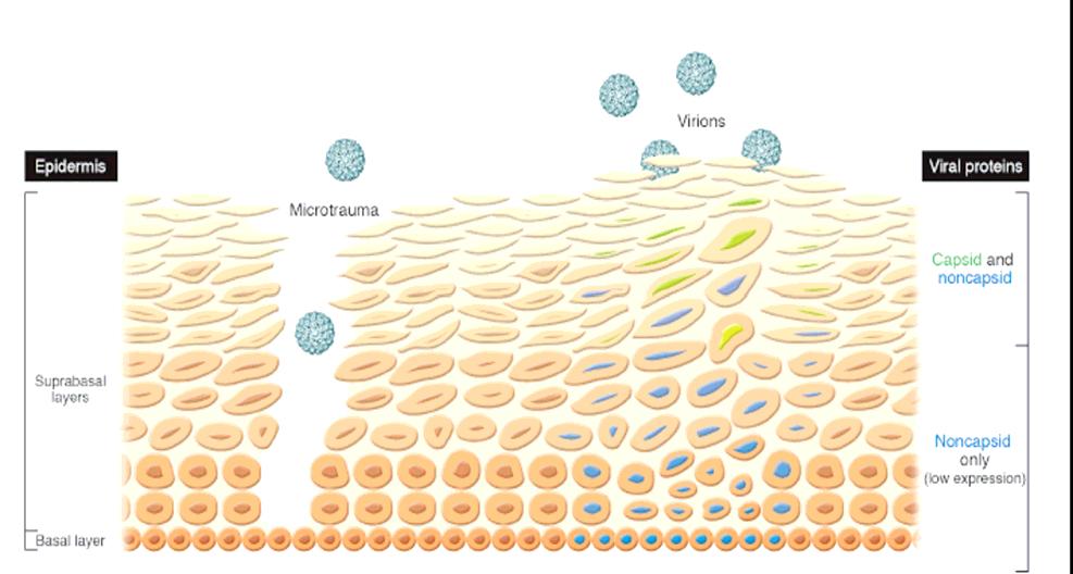 Figura 3: ciclo replicativo del Papillomavirus Il ciclo replicativo completo del virus con produzione di una progenie virale matura è tipico delle infezioni da HPV a basso o medio rischio, in cui il