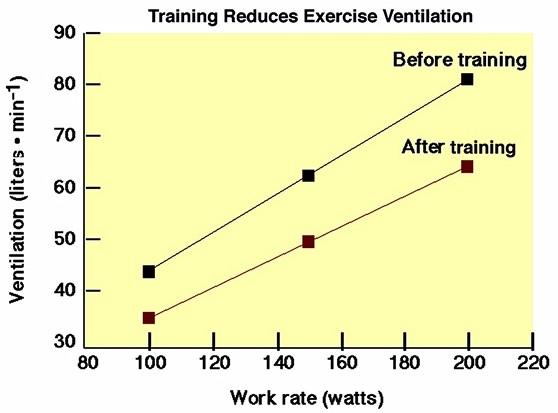 Effetto dell allenamento di endurance sulla ventilazione durante esercizio.