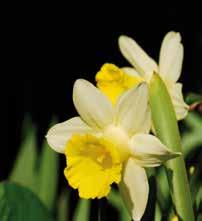 Famiglia I tulipani appartengono alle Liliacee, i narcisi sono oggi inclusi nelle Amarillidacee, i giacinti in una sub-famiglia delle Asparagacee, iris e crochi sono nelle Iridacee.
