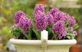> I profumatissimi giacinti crescono bene anche piantati fitti in piccoli vasi;