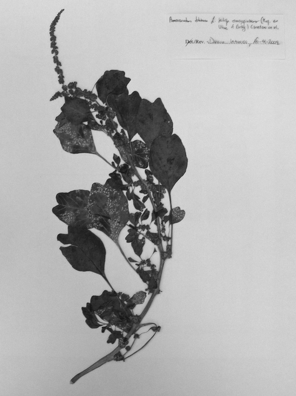 Tre nuove entità del genere Amaranthus L.