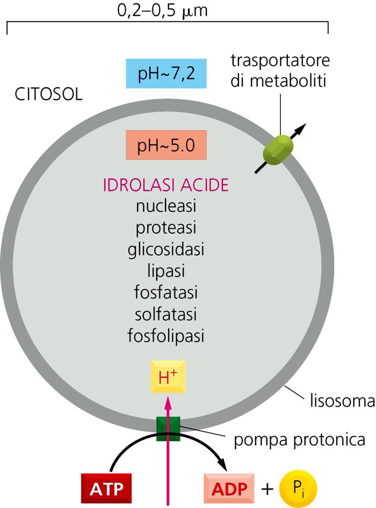 Gli enzimi lisosomiali diventano attivi soltanto a ph acido e per questo motivo sono anche chiamati IDROLASI ACIDE.