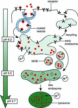 La fusione dell endosoma con vescicole lisosomiali porta al progressivo aumento del numero di pompe protoniche e al conseguente abbassamento del ph.