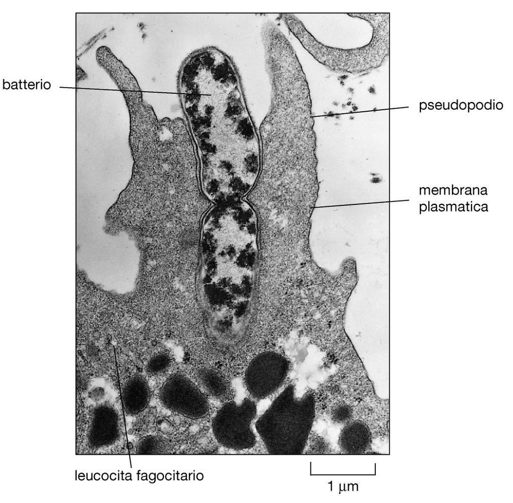 Fagocitosi La fagocitosi è un attività presente soprattutto in cellule specializzate, come per esempio i leucociti fagocitari (macrofagi, granulociti) dei vertebrati ed è mirata all ingestione a