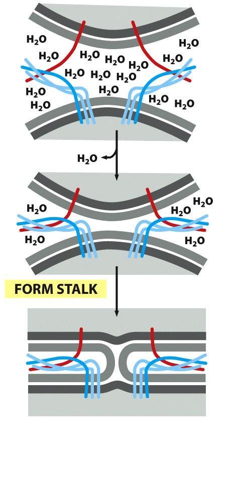 v-snare t-snare Le proteine SNARE svolgono un ruolo fondamentale nella fusione tra membrane