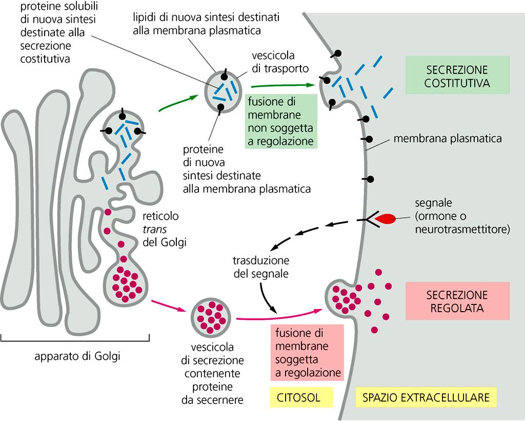 Nelle cellule secernenti, l esocitosi costitutiva e