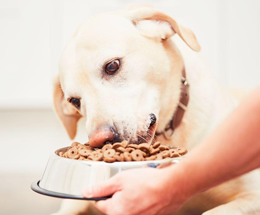 SNACKS, ALIMENTI SECCHI E UMIDI per