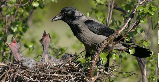 grigia (Corvus corone