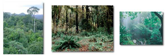 Il paesaggio della foresta pluviale / foreste primigenie Non sembra esserci influenza umana.