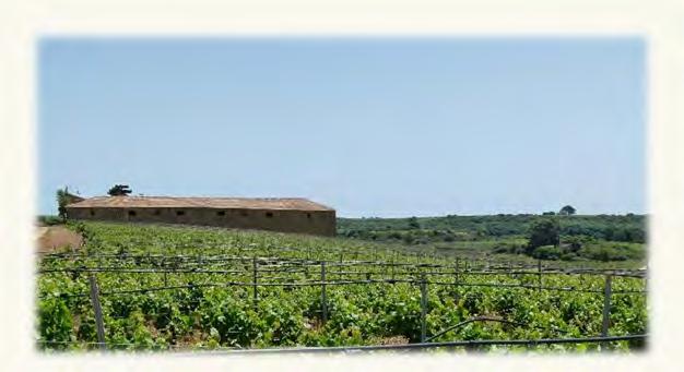 Azienda Baglio Aimone L Azienda vinicola nasce nel 2012 da un idea di Baldassare Paladino, originario di Mazara del Vallo (TP), dalla passione di famiglia per il vino e dall amore per la Sicilia ed i
