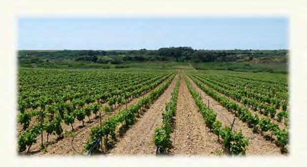 Vigneti Grillo, Zibibbo e L Azienda vinicola consta di circa 25 ettari tutti coltivati a vigneto, principalmente ad uve Grillo e Zibibbo, entrambi vitigni autoctoni siciliani, tramite sistema di