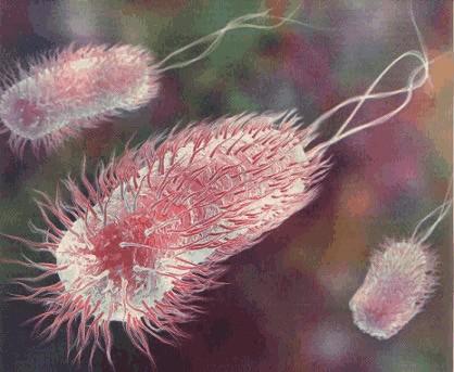 E. coli 3 Cominciano a diffondersi