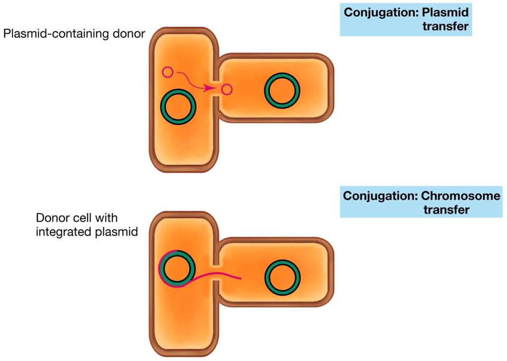 MECCANISMI DI SCAMBIO GENICO TRASFORMAZIONE: trasferimento di DNA nudo aduna cellula ricevente TRASDUZIONE trasferimento di DNA