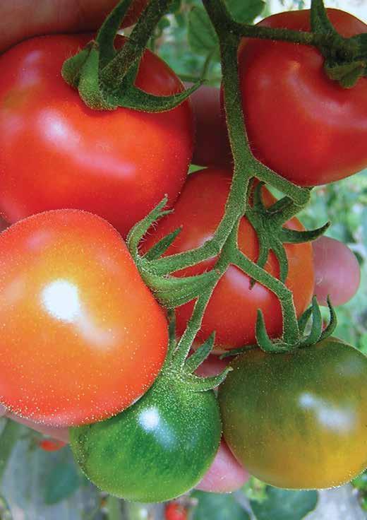 1 Il protagonista della cucina mediterranea Re indiscusso dell orto, il pomodoro, con la sua polpa gustosa e profumata costituisce per l amante della buona tavola un ingrediente sano e