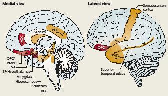 Il cervello emotivo Il nucleo accumbens NA, la corteccia orbitofrontale OFC, la corteccia cingolata anteriore ACC, la corteccia prefrontale ventromediale VMPFC, hanno un ruolo centrale nel cervello