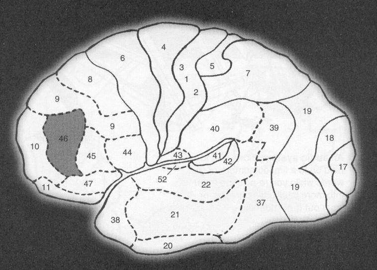 Il cervello è un entità interpersonale. Attaccamento, sviluppo, emozione. La corteccia orbito-frontale e area 46: coordinamento cognitivoemotivo, face to face communication.