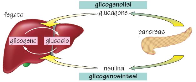 Glicogeno Il glicogeno è un polimero del glucosio simile per struttura all amilopectina.