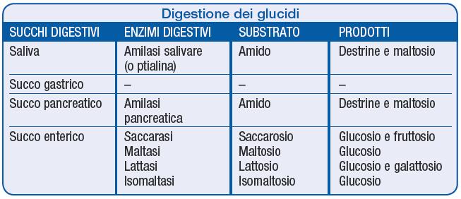 Digestione e assorbimento dei glucidi I processi più importanti della digestione sono riassunti in tabella.