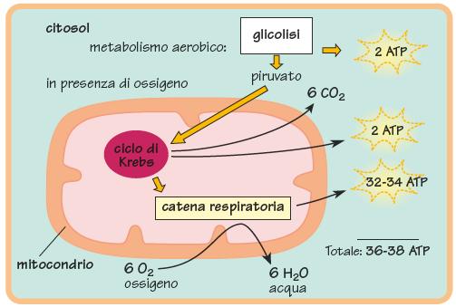 Destino metabolico dei glucidi alimentari Coincide in gran parte con quello del glucosio.