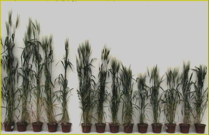 Spigatura (da 1/4) Resa (t ha -1 ) Altezza delle piante (cm) Il contributo della genetica in Italia 6 150 40 140 130 35 5 120 110 30