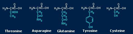 AA ) >CHYMOTRYPSIN_A_SEQUENCE