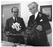 L IMPORTANZA DELL INFORMAZIONE 3D Nel 1958 John Kendrew (Nobel per la chimica nel 1962), servendosi della diffrazione a raggi X, riesce a definire in modo completo la struttura atomica della